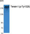 Tensin 1 antibody, A04990Y1326, Boster Biological Technology, Western Blot image 