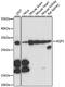 Aquaporin 1 (Colton Blood Group) antibody, A15030, ABclonal Technology, Western Blot image 