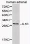 Interleukin 1 Beta antibody, LS-C192288, Lifespan Biosciences, Western Blot image 