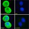 Adenosine A2a Receptor antibody, LS-C54449, Lifespan Biosciences, Immunofluorescence image 