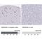 Transmembrane protein 35 antibody, NBP2-31877, Novus Biologicals, Immunohistochemistry paraffin image 