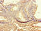 Mad3l antibody, LS-C677327, Lifespan Biosciences, Immunohistochemistry paraffin image 