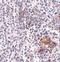 SHOC2 Leucine Rich Repeat Scaffold Protein antibody, NBP1-77041, Novus Biologicals, Immunohistochemistry paraffin image 