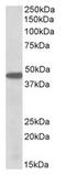 PBX Homeobox 1 antibody, AP20176PU-N, Origene, Western Blot image 