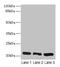 GM2 Ganglioside Activator antibody, CSB-PA02379A0Rb, Cusabio, Western Blot image 