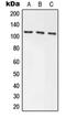 Axin 1 antibody, orb215532, Biorbyt, Western Blot image 