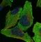 Eukaryotic Translation Initiation Factor 2B Subunit Gamma antibody, NBP1-83985, Novus Biologicals, Immunofluorescence image 