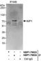 Insulin Like Growth Factor 2 MRNA Binding Protein 1 antibody, NBP1-79024, Novus Biologicals, Immunoprecipitation image 