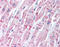 STEAP4 Metalloreductase antibody, TA317865, Origene, Immunohistochemistry frozen image 