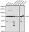 Thyroid Hormone Receptor Interactor 4 antibody, LS-C750320, Lifespan Biosciences, Western Blot image 