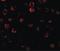 Interleukin 1 Receptor Associated Kinase 1 antibody, LS-C249, Lifespan Biosciences, Immunofluorescence image 
