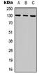 EPH Receptor B1 antibody, LS-C368583, Lifespan Biosciences, Western Blot image 