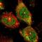 PEAK1 Related, Kinase-Activating Pseudokinase 1 antibody, HPA012066, Atlas Antibodies, Immunocytochemistry image 