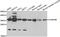 Charged Multivesicular Body Protein 4B antibody, abx006940, Abbexa, Western Blot image 