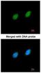 Serine/Threonine Kinase 40 antibody, NBP1-33391, Novus Biologicals, Immunofluorescence image 