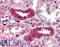 TGF-Beta Activated Kinase 1 (MAP3K7) Binding Protein 1 antibody, LS-B584, Lifespan Biosciences, Immunohistochemistry paraffin image 