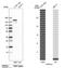 Protein Tyrosine Phosphatase Non-Receptor Type 14 antibody, NBP2-38712, Novus Biologicals, Western Blot image 