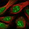 Glutamate Rich WD Repeat Containing 1 antibody, HPA042643, Atlas Antibodies, Immunofluorescence image 