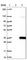 Inositol monophosphatase 1 antibody, HPA037489, Atlas Antibodies, Western Blot image 