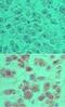 OTU Deubiquitinase 5 antibody, PA5-23355, Invitrogen Antibodies, Immunohistochemistry frozen image 