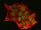 Ski-like protein antibody, A04131-2, Boster Biological Technology, Immunofluorescence image 