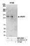 ArfGAP With RhoGAP Domain, Ankyrin Repeat And PH Domain 3 antibody, NBP2-59087, Novus Biologicals, Western Blot image 