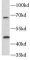 RELT TNF Receptor antibody, FNab07236, FineTest, Western Blot image 