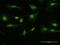 Paired Like Homeodomain 1 antibody, H00005307-D01P, Novus Biologicals, Immunofluorescence image 