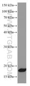 Neurogenin 1 antibody, 66642-1-Ig, Proteintech Group, Western Blot image 