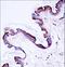 Protein Kinase C Eta antibody, LS-C164551, Lifespan Biosciences, Immunohistochemistry paraffin image 