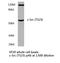 SRC Proto-Oncogene, Non-Receptor Tyrosine Kinase antibody, LS-C177645, Lifespan Biosciences, Western Blot image 