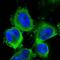 RNASELI antibody, NBP2-58061, Novus Biologicals, Immunofluorescence image 