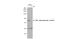 Protein Kinase C Alpha antibody, GTX133936, GeneTex, Western Blot image 