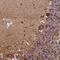PC-Esterase Domain Containing 1A antibody, NBP2-13976, Novus Biologicals, Immunohistochemistry frozen image 