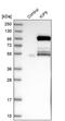 Kinesin Family Member 9 antibody, PA5-54558, Invitrogen Antibodies, Western Blot image 