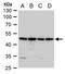 Annexin A7 antibody, PA5-21651, Invitrogen Antibodies, Western Blot image 
