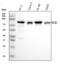 Ecdysoneless Cell Cycle Regulator antibody, A00567-2, Boster Biological Technology, Western Blot image 