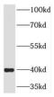 DnaJ Heat Shock Protein Family (Hsp40) Member A3 antibody, FNab08688, FineTest, Western Blot image 