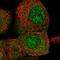 CPN3 antibody, NBP1-85939, Novus Biologicals, Immunofluorescence image 
