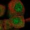 Copine 3 antibody, NBP1-85939, Novus Biologicals, Immunofluorescence image 