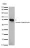 Actin Alpha 2, Smooth Muscle antibody, 710487, Invitrogen Antibodies, Western Blot image 