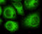 Cyclin Dependent Kinase 5 antibody, LS-C178354, Lifespan Biosciences, Immunofluorescence image 