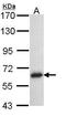 TNF Receptor Associated Factor 5 antibody, GTX102415, GeneTex, Western Blot image 