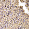 Chaperonin Containing TCP1 Subunit 4 antibody, LS-C334789, Lifespan Biosciences, Immunohistochemistry frozen image 