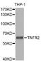 TNF Receptor Superfamily Member 1B antibody, STJ25893, St John