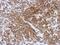 CD99 Molecule (Xg Blood Group) antibody, GTX113359, GeneTex, Immunohistochemistry paraffin image 