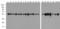 Tubulin Alpha 1a antibody, TA355039, Origene, Western Blot image 