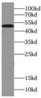 Tubulin Alpha 1b antibody, FNab00335, FineTest, Western Blot image 