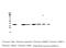 Survival Of Motor Neuron 2, Centromeric antibody, MA5-27878, Invitrogen Antibodies, Western Blot image 