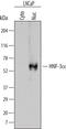 Forkhead Box A1 antibody, MAB6778, R&D Systems, Western Blot image 